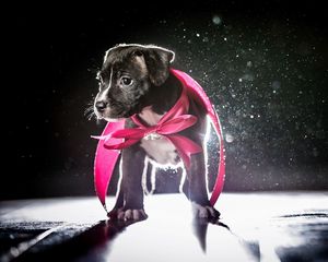 Preview wallpaper dog, puppy, ribbon, shadow, light