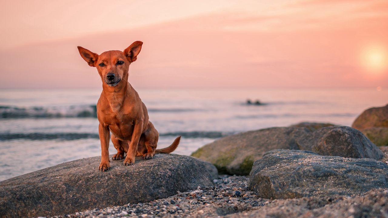 Wallpaper dog, puppy, rock, sea