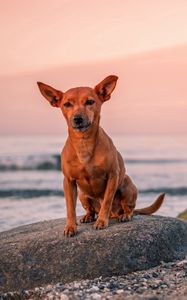 Preview wallpaper dog, puppy, rock, sea