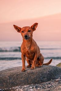 Preview wallpaper dog, puppy, rock, sea