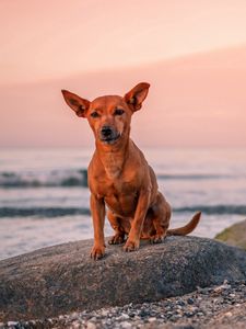 Preview wallpaper dog, puppy, rock, sea