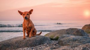 Preview wallpaper dog, puppy, rock, sea