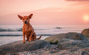 Preview wallpaper dog, puppy, rock, sea