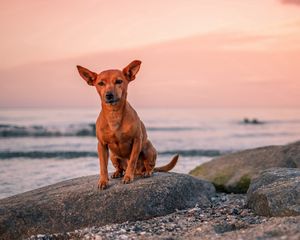 Preview wallpaper dog, puppy, rock, sea