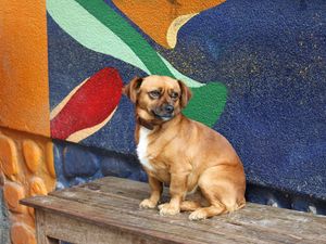 Preview wallpaper dog, puppy, small, bench, sit