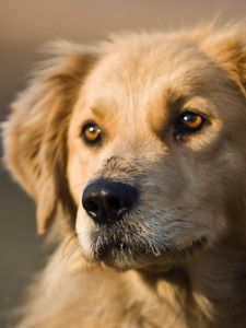 Preview wallpaper dog, puppy, snout, ears, waiting