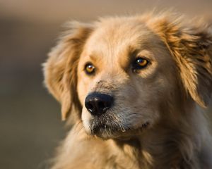 Preview wallpaper dog, puppy, snout, ears, waiting