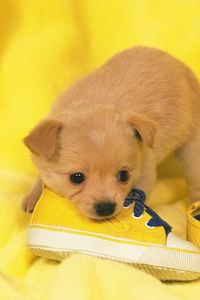 Preview wallpaper dog, puppy, snout, sneakers, lie