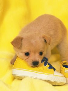 Preview wallpaper dog, puppy, snout, sneakers, lie