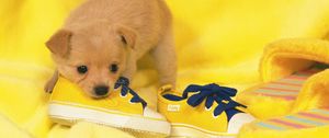 Preview wallpaper dog, puppy, snout, sneakers, lie