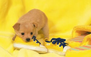 Preview wallpaper dog, puppy, snout, sneakers, lie