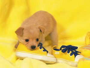 Preview wallpaper dog, puppy, snout, sneakers, lie