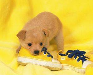 Preview wallpaper dog, puppy, snout, sneakers, lie