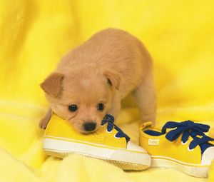 Preview wallpaper dog, puppy, snout, sneakers, lie