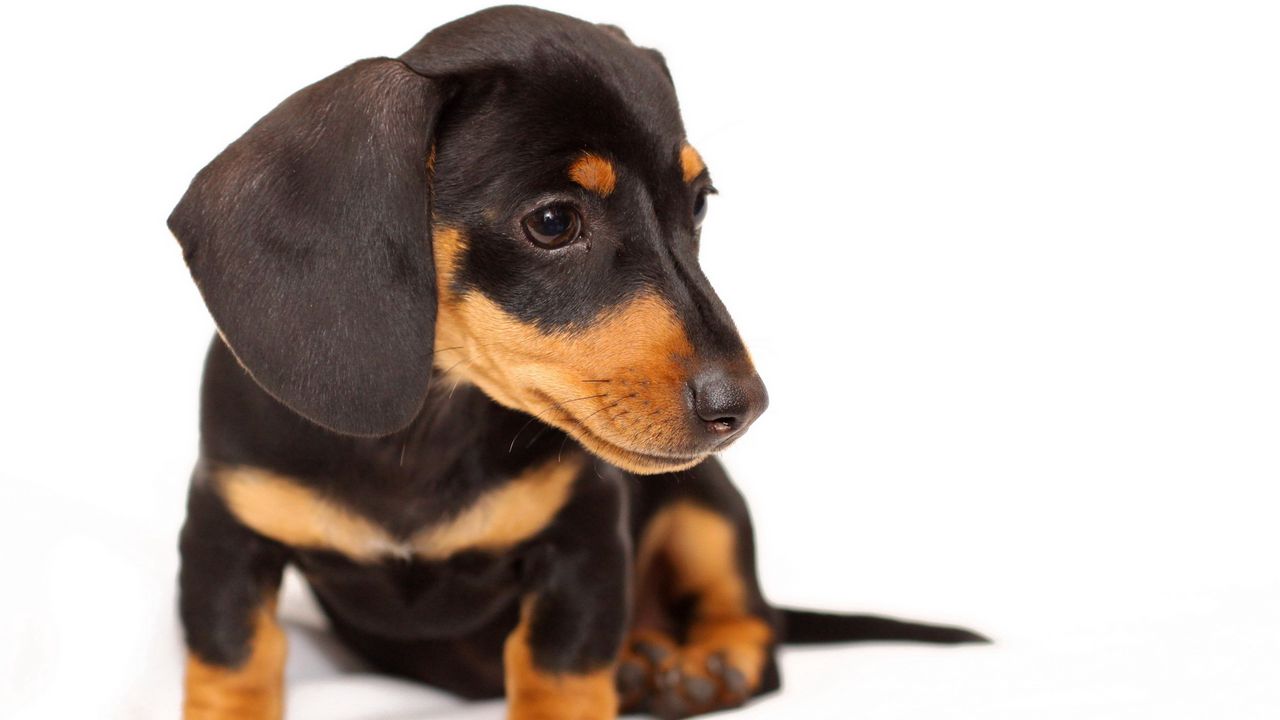 Wallpaper dog, puppy, snout, ears, sitting, small