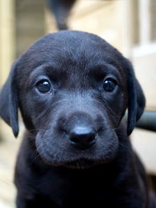 Preview wallpaper dog, puppy, snout, labrador, look