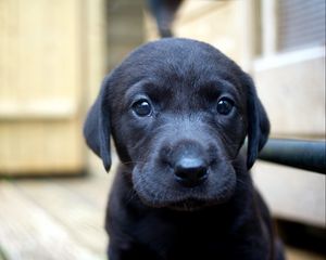 Preview wallpaper dog, puppy, snout, labrador, look