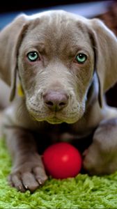 Preview wallpaper dog, puppy, snout, ball, toy