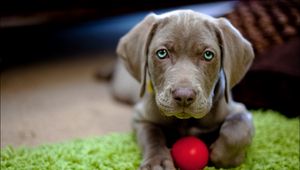 Preview wallpaper dog, puppy, snout, ball, toy