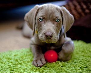 Preview wallpaper dog, puppy, snout, ball, toy