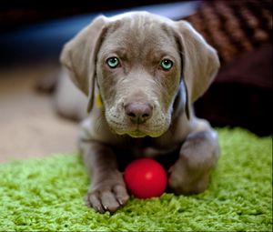 Preview wallpaper dog, puppy, snout, ball, toy