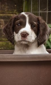 Preview wallpaper dog, puppy, snout, spotted, sitting