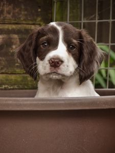 Preview wallpaper dog, puppy, snout, spotted, sitting