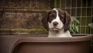 Preview wallpaper dog, puppy, snout, spotted, sitting