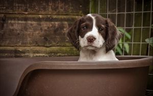 Preview wallpaper dog, puppy, snout, spotted, sitting