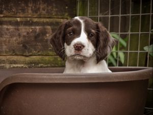 Preview wallpaper dog, puppy, snout, spotted, sitting