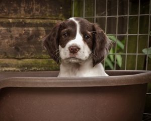 Preview wallpaper dog, puppy, snout, spotted, sitting