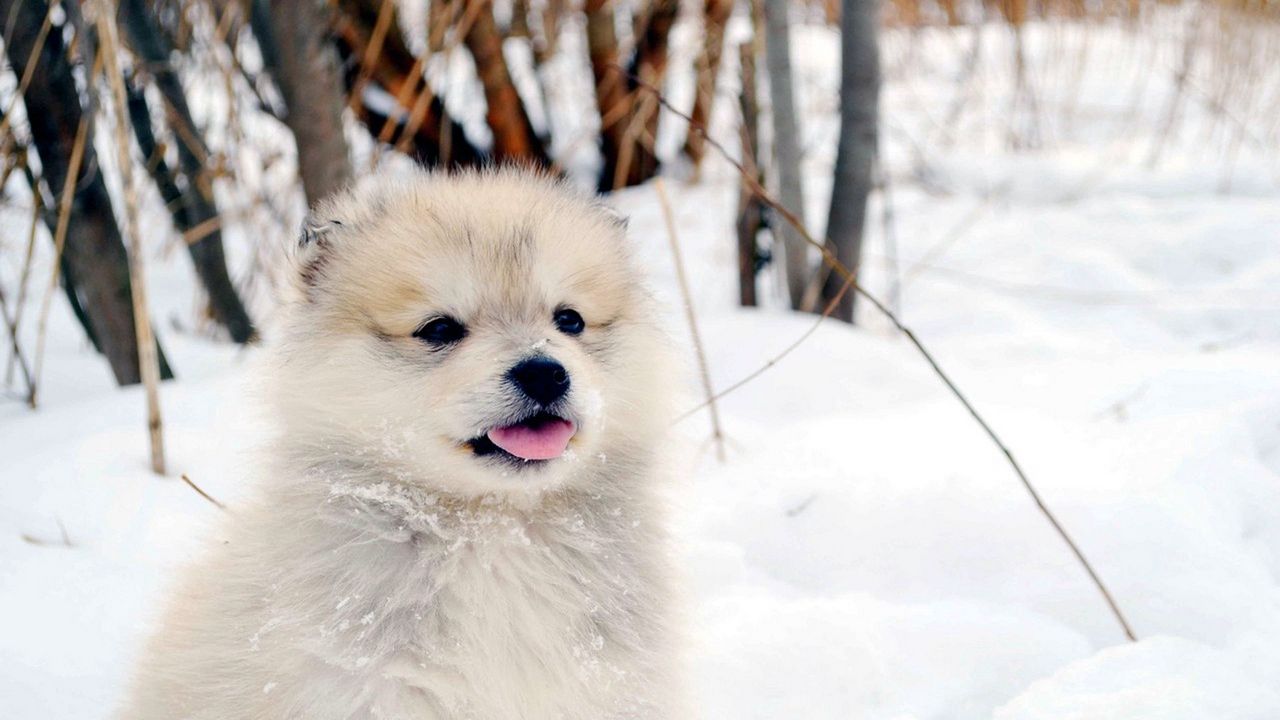 Wallpaper dog, puppy, snow, fluffy