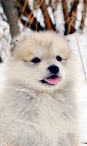 Preview wallpaper dog, puppy, snow, fluffy