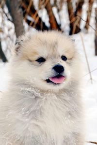 Preview wallpaper dog, puppy, snow, fluffy