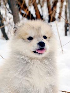 Preview wallpaper dog, puppy, snow, fluffy