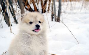 Preview wallpaper dog, puppy, snow, fluffy