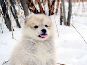 Preview wallpaper dog, puppy, snow, fluffy