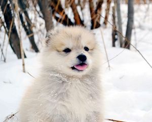 Preview wallpaper dog, puppy, snow, fluffy