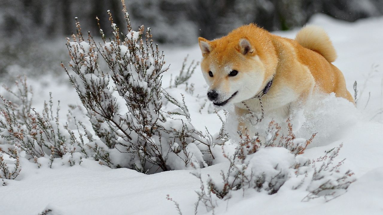 Wallpaper dog, puppy, snow, run, jump