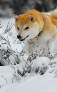 Preview wallpaper dog, puppy, snow, run, jump