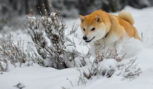 Preview wallpaper dog, puppy, snow, run, jump