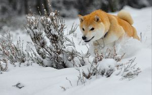 Preview wallpaper dog, puppy, snow, run, jump
