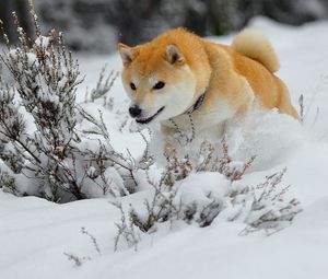 Preview wallpaper dog, puppy, snow, run, jump