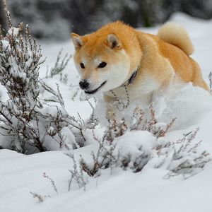 Preview wallpaper dog, puppy, snow, run, jump