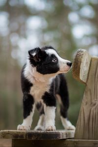 Preview wallpaper dog, puppy, spotted, bench