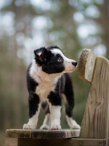 Preview wallpaper dog, puppy, spotted, bench