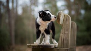 Preview wallpaper dog, puppy, spotted, bench