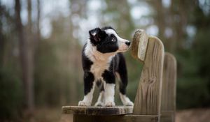 Preview wallpaper dog, puppy, spotted, bench