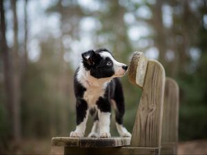 Preview wallpaper dog, puppy, spotted, bench