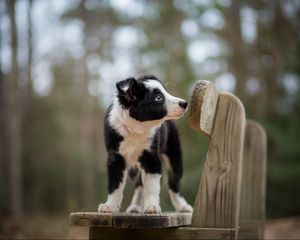 Preview wallpaper dog, puppy, spotted, bench